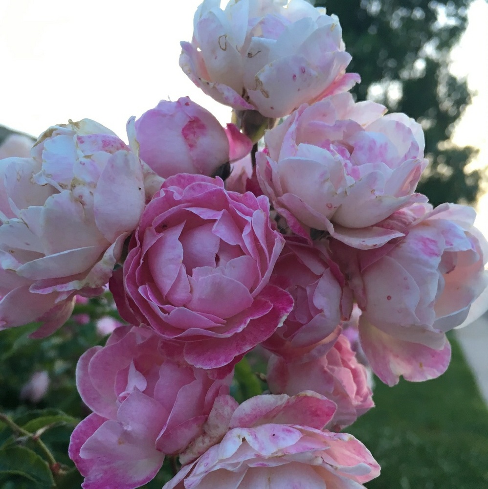 Meet your Posher, Eileen